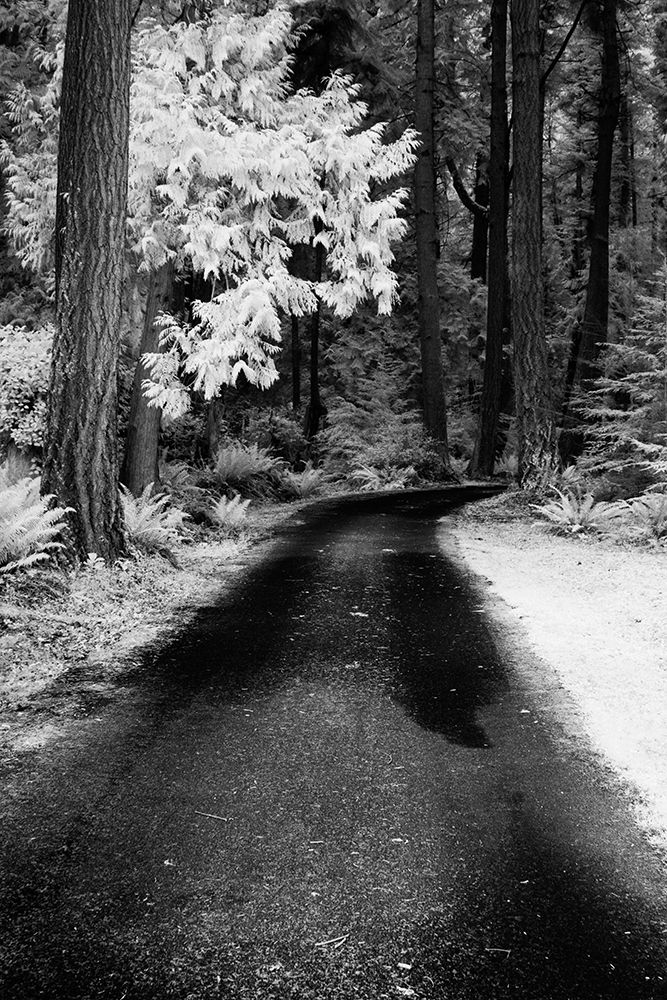 USA-Washington State-Skagit Valley-Country backroad through forest